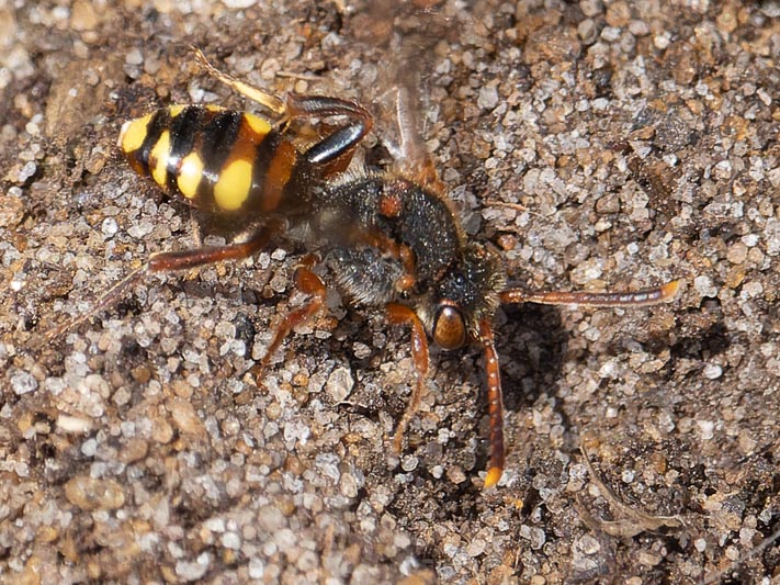 Nomada zonata.jpg